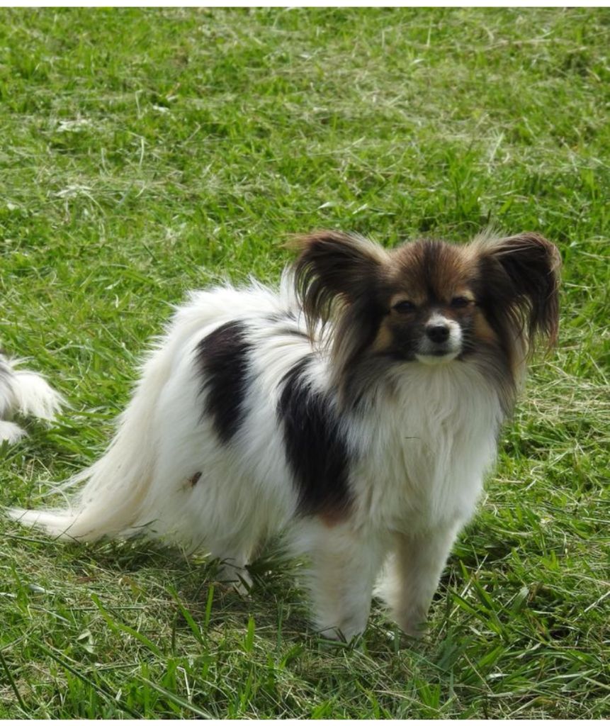 Les Epagneul nain Continental (Papillon) de l'affixe Du Jardin D'Inaya