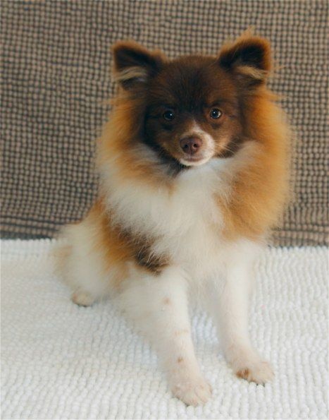 Jasper