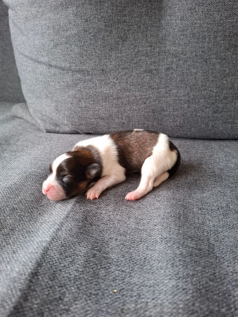 Du Jardin D'Inaya - Chiots disponibles - Epagneul nain Continental (Papillon)