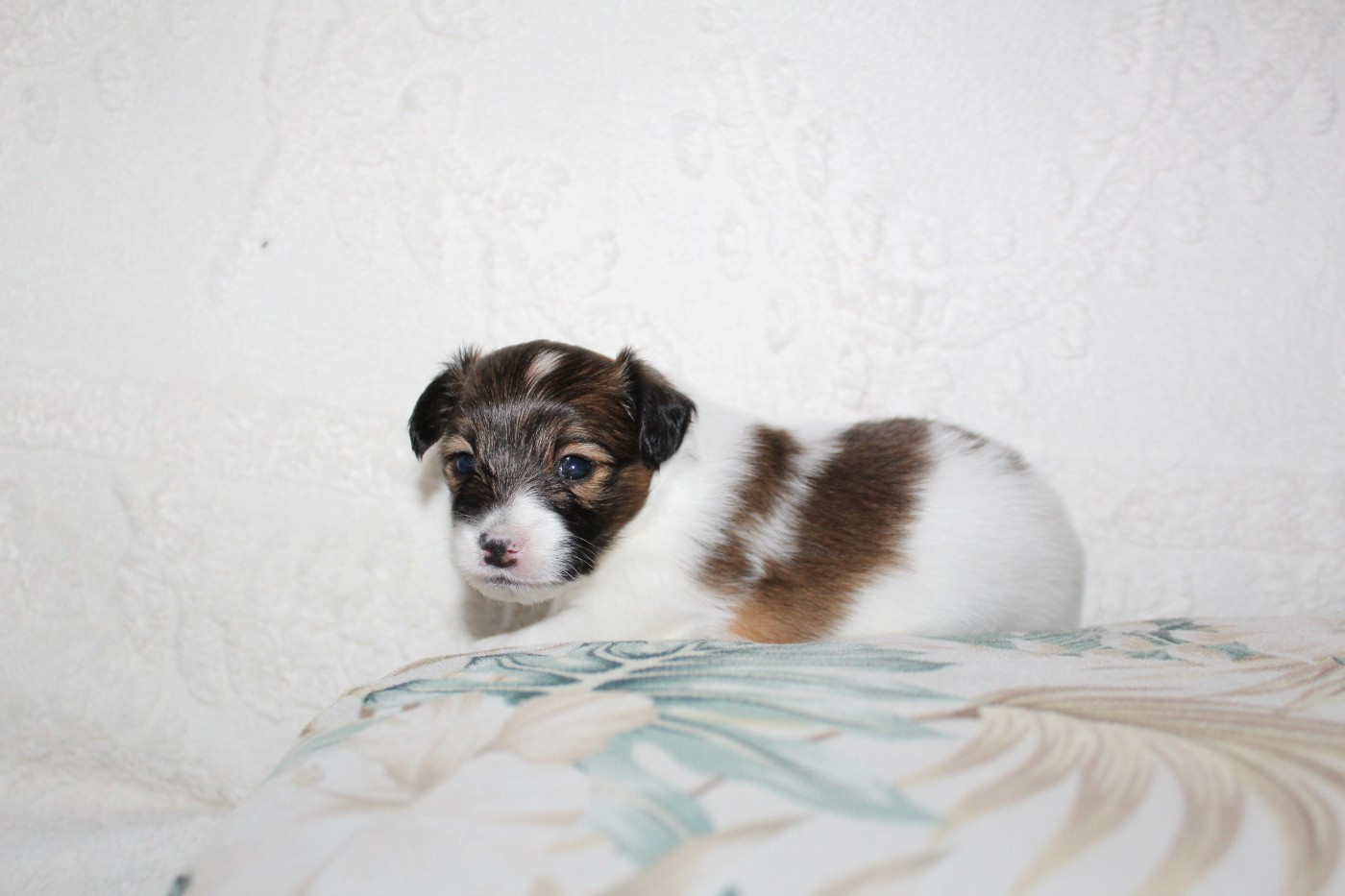 Du Jardin D'Inaya - Chiots disponibles - Epagneul nain Continental (Papillon)