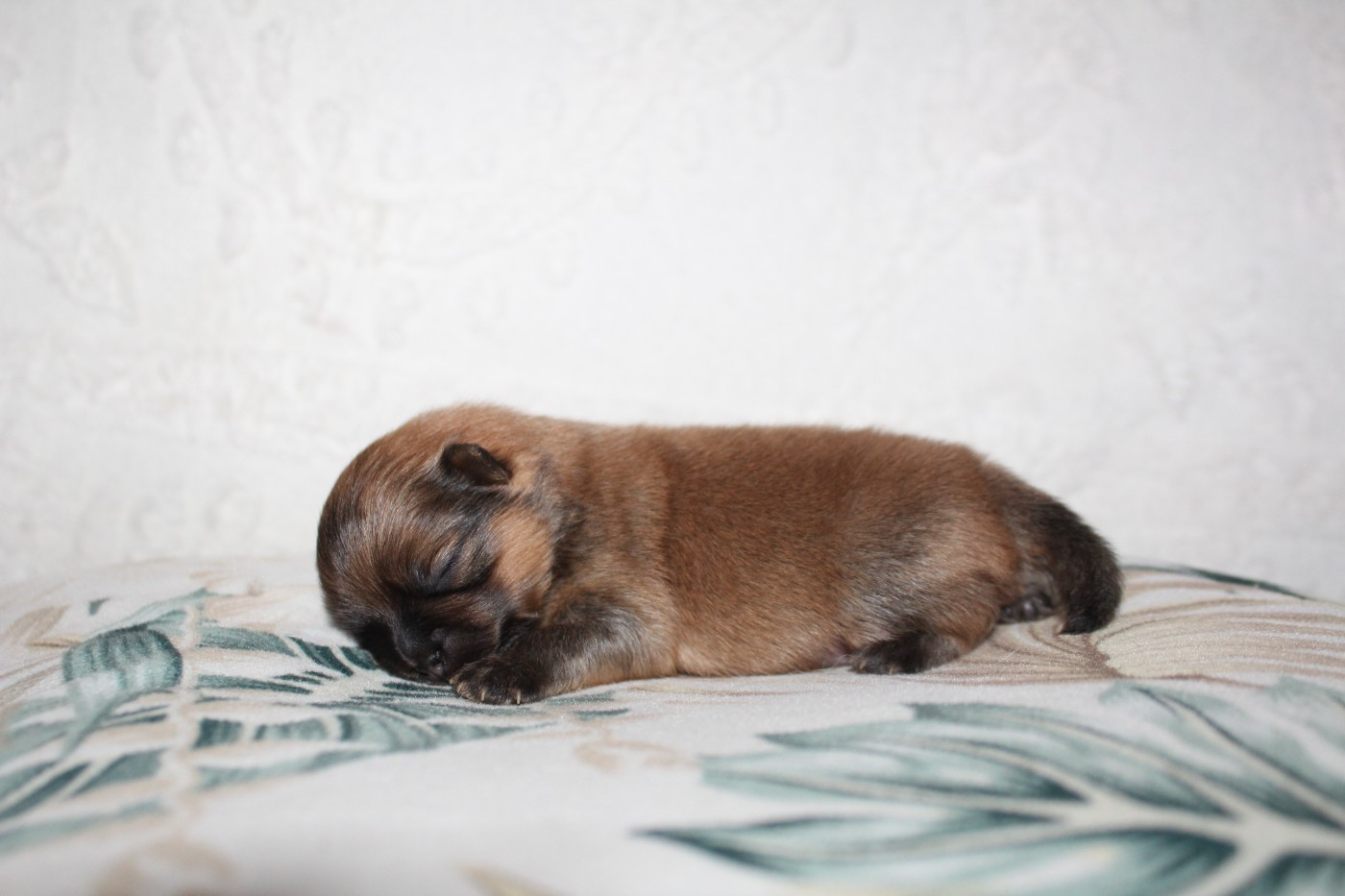 Du Jardin D'Inaya - Chiots disponibles - Spitz allemand