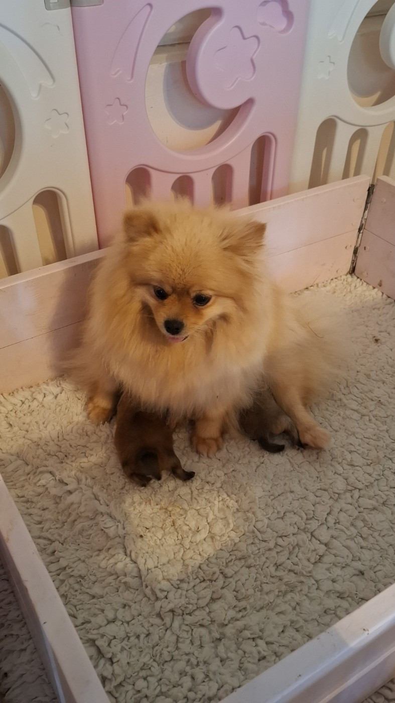 Chiot Spitz allemand Du Jardin D'Inaya