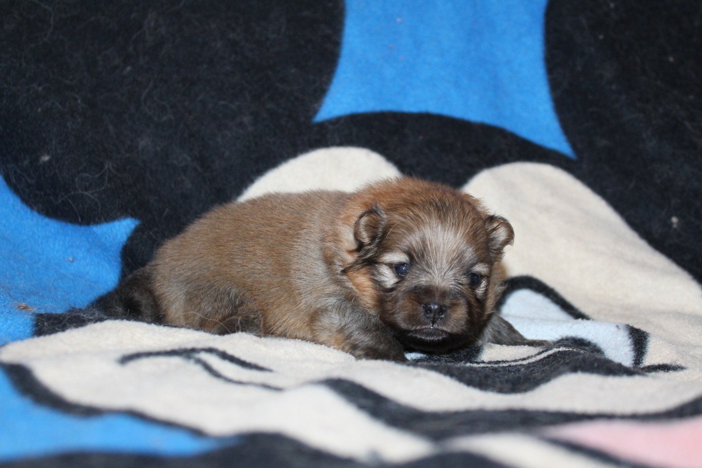 Du Jardin D'Inaya - Chiots disponibles - Spitz allemand