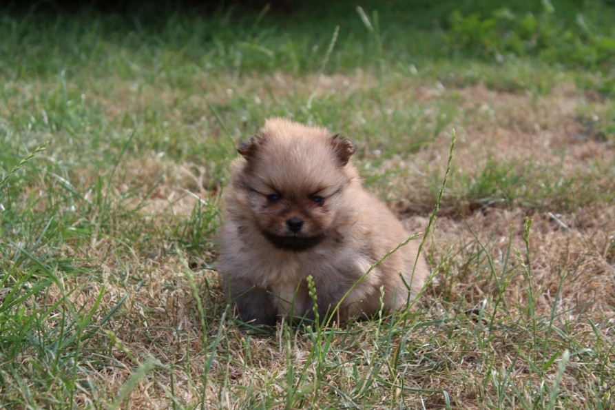 Du Jardin D'Inaya - Chiots disponibles - Spitz allemand