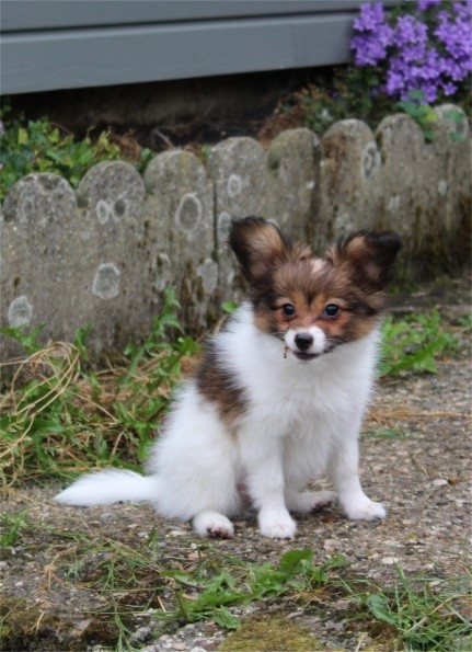 Du Jardin D'Inaya - Chiots disponibles - Epagneul nain Continental (Papillon)