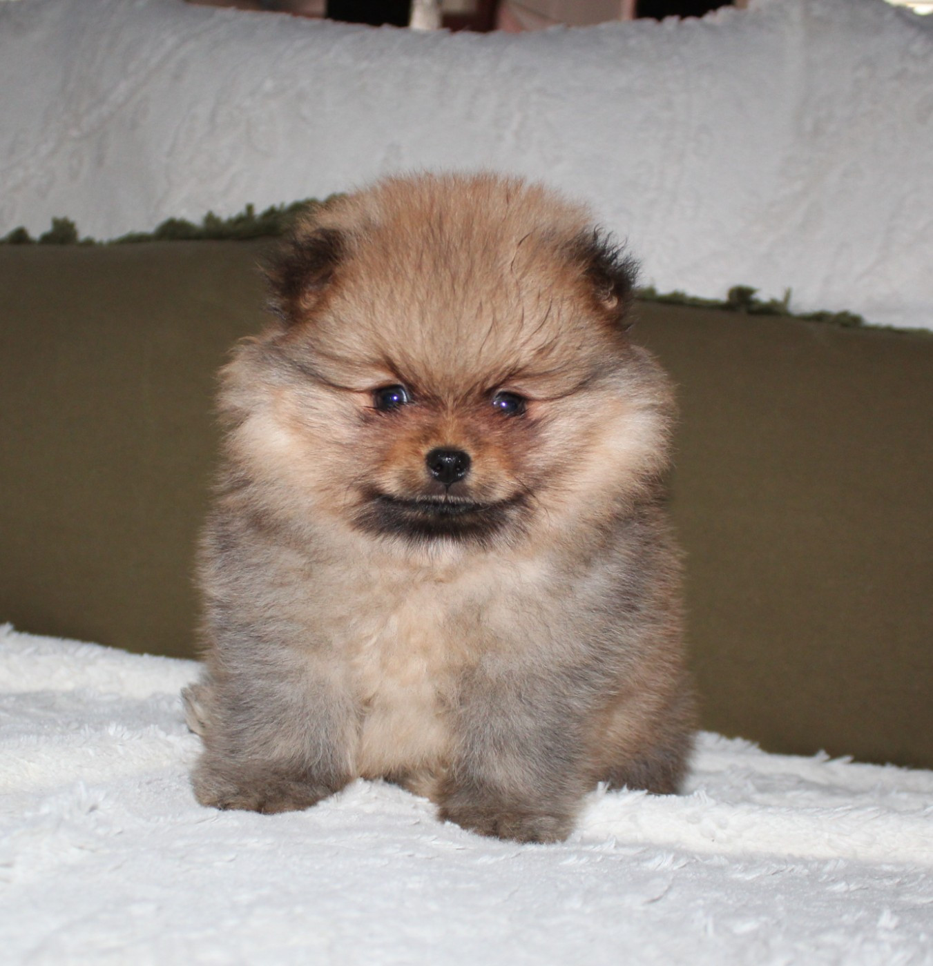 Du Jardin D'Inaya - Chiots disponibles - Spitz allemand