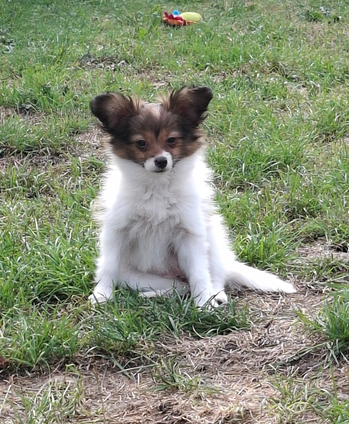 Du Jardin D'Inaya - Chiots disponibles - Epagneul nain Continental (Papillon)