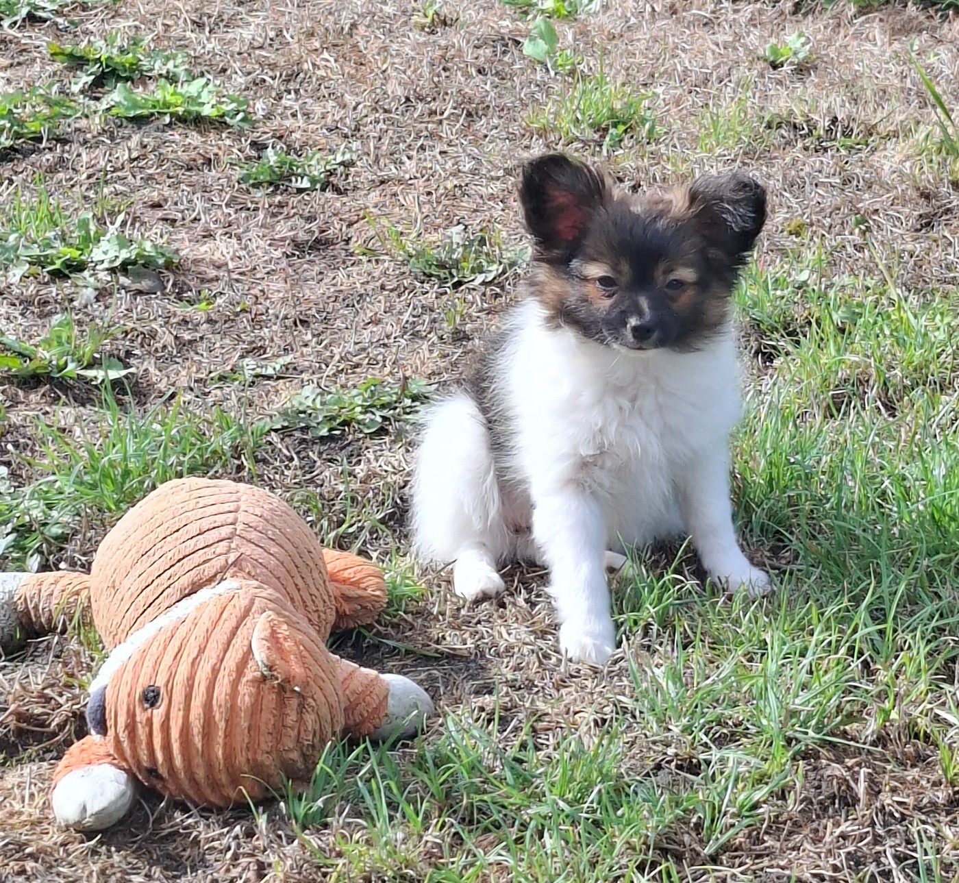 Du Jardin D'Inaya - Chiots disponibles - Epagneul nain Continental (Papillon)