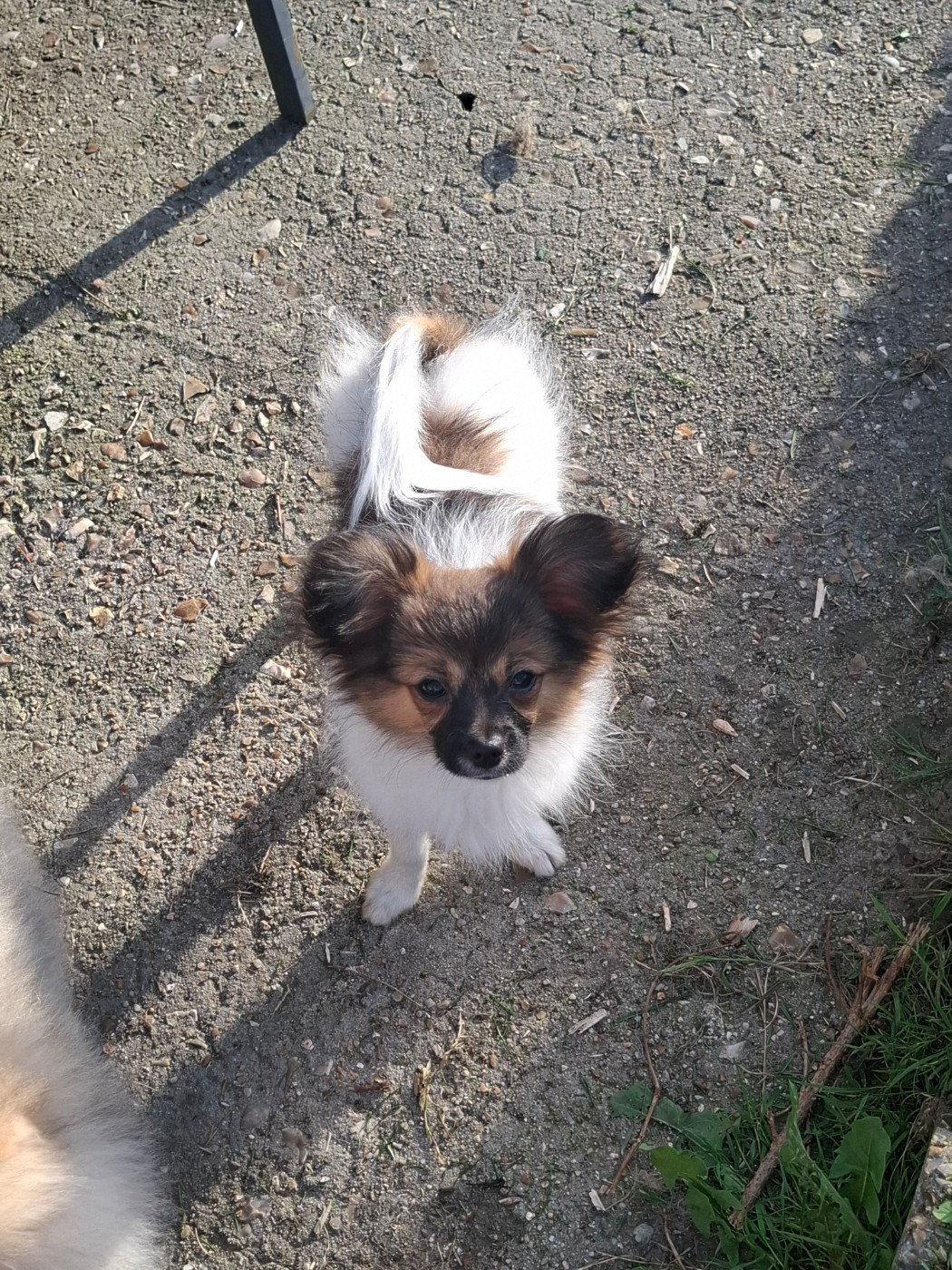 Du Jardin D'Inaya - Chiots disponibles - Epagneul nain Continental (Papillon)