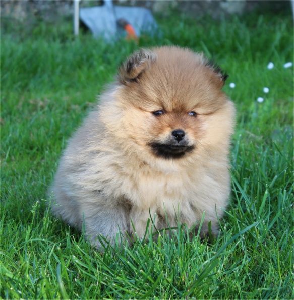 Du Jardin D'Inaya - Chiots disponibles - Spitz allemand