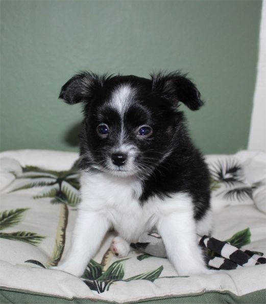 Du Jardin D'Inaya - Chiots disponibles - Epagneul nain Continental (Papillon)
