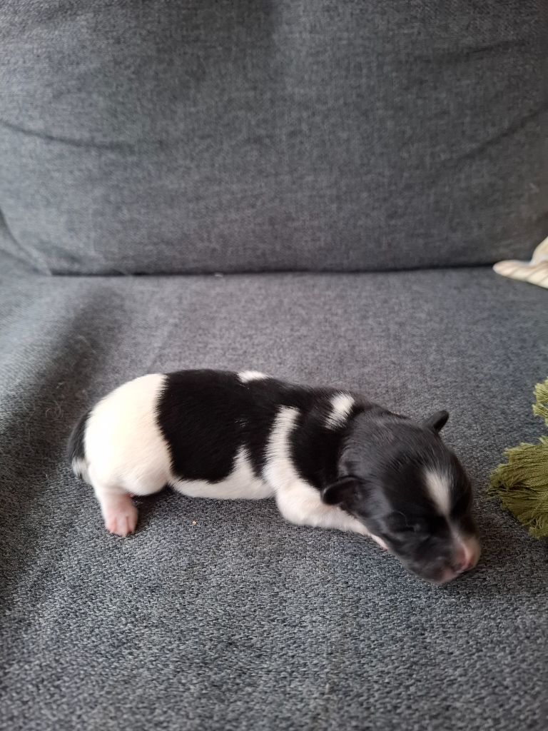 Du Jardin D'Inaya - Chiots disponibles - Epagneul nain Continental (Papillon)