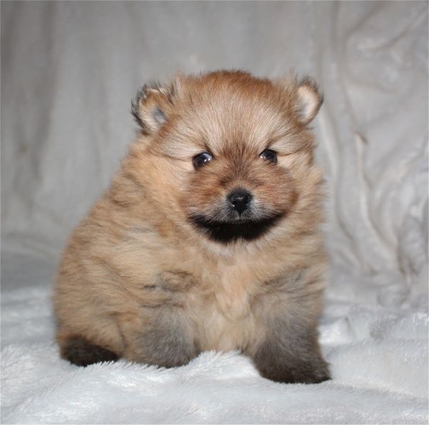 Du Jardin D'Inaya - Chiots disponibles - Spitz allemand