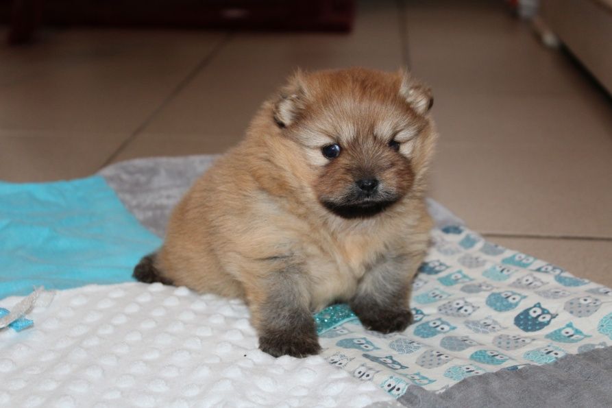 Du Jardin D'Inaya - Chiots disponibles - Spitz allemand
