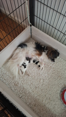 CHIOT 2
