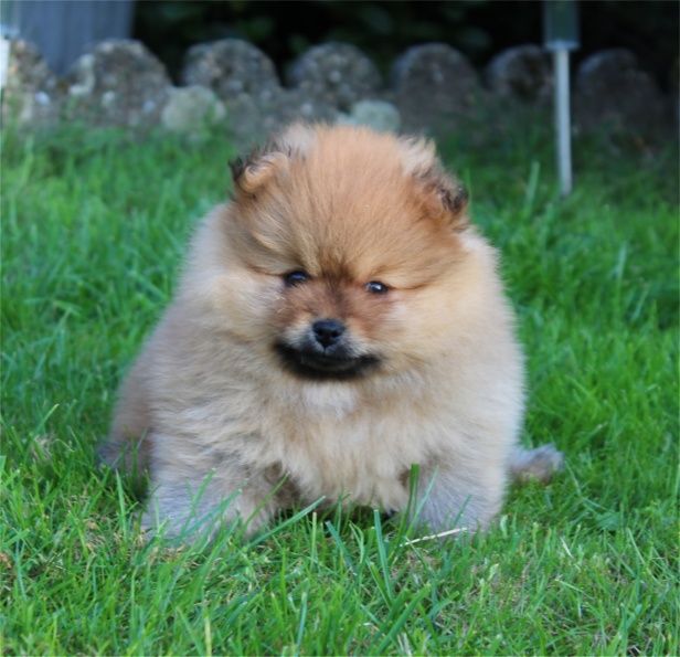 Chiot Spitz allemand Du Jardin D'Inaya