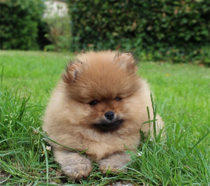 Du Jardin D'Inaya - Chiots disponibles - Spitz allemand