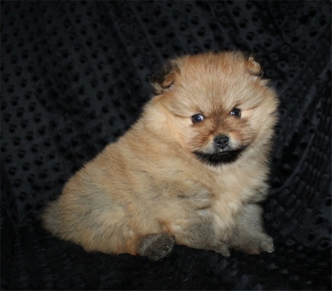 Du Jardin D'Inaya - Chiots disponibles - Spitz allemand